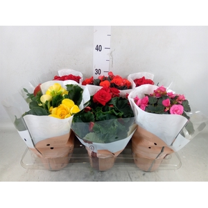 Begonia elat. DU   ...mix