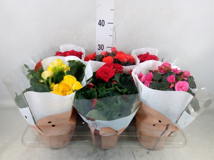<h4>Begonia elat. DU   ...mix</h4>