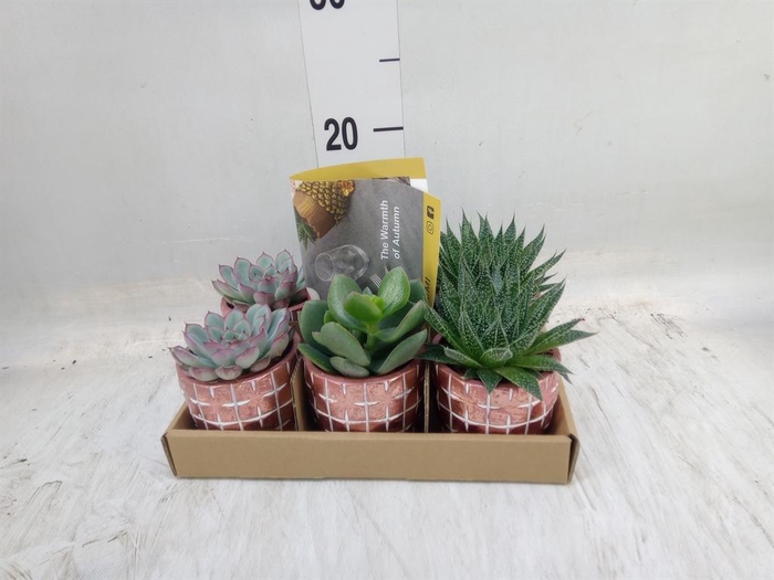 <h4>Succulents   ...</h4>