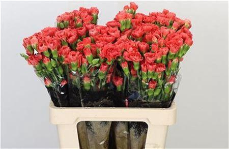 <h4>Di Tr Fire Flame</h4>