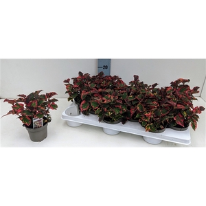 Houttuynia cordata 'Chameleon' 10T
