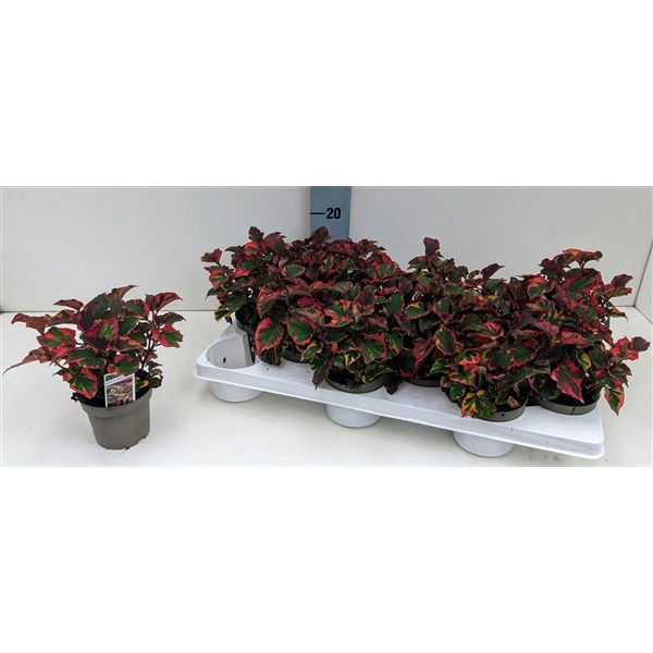 <h4>Houttuynia cordata 'Chameleon' 10T</h4>