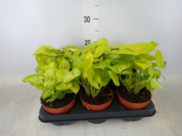 <h4>Syngonium podop.</h4>