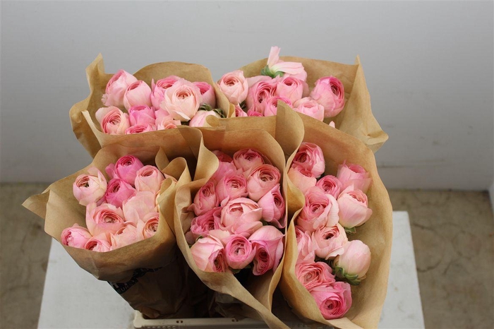 <h4>Ran Cloni Ex Venere</h4>