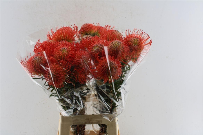 <h4>Leuco Co Succession</h4>