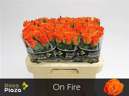 <h4>R Gr On Fire</h4>