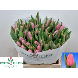 TULIPA EN 'TRESOR'