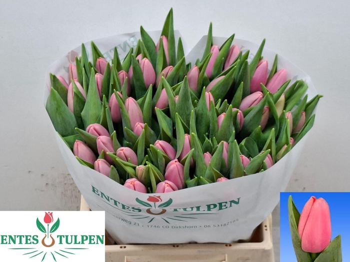 <h4>TULIPA EN 'TRESOR'</h4>