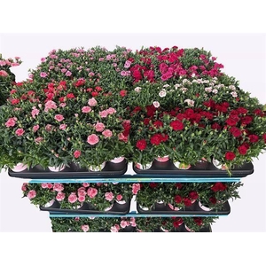 arr8 Dian Oscar Mixk 1 Kleur Per Tray