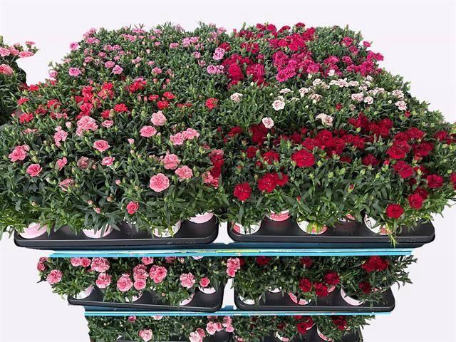 <h4>arr8 Dian Oscar Mixk 1 Kleur Per Tray</h4>