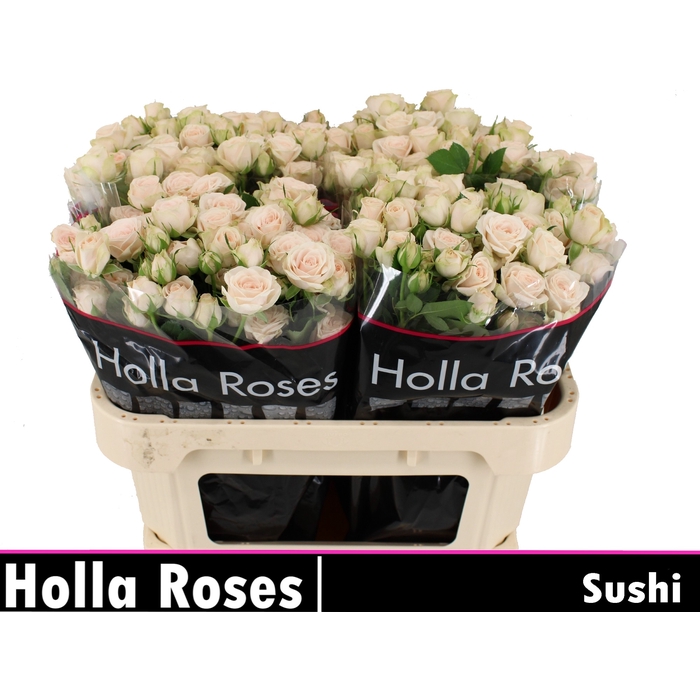 <h4>Sushi</h4>