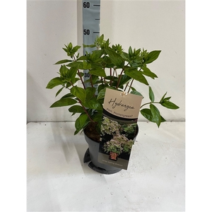 Hydrangea Paniculata Pastelgreen