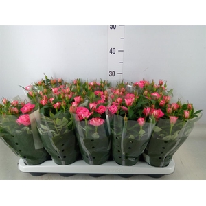 Rosa  'Fame Kordana'