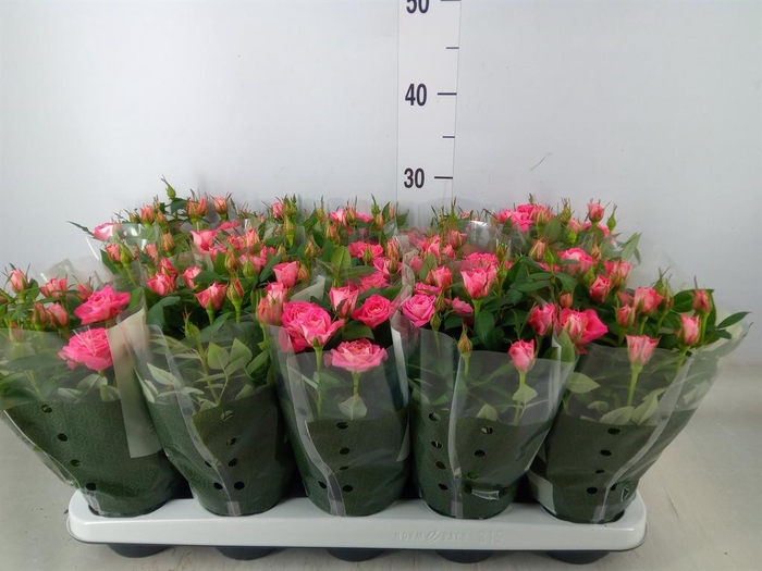 <h4>Rosa  'Fame Kordana'</h4>