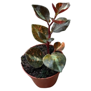 Peperomia Overig Creme Brulee