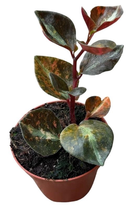 <h4>Peperomia Overig Creme Brulee</h4>