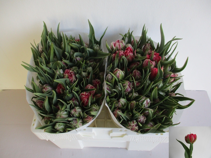 <h4>TU DU FLASH POINT</h4>