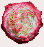 <h4>R Gr Apple Jack Bicolor 50cm EC</h4>