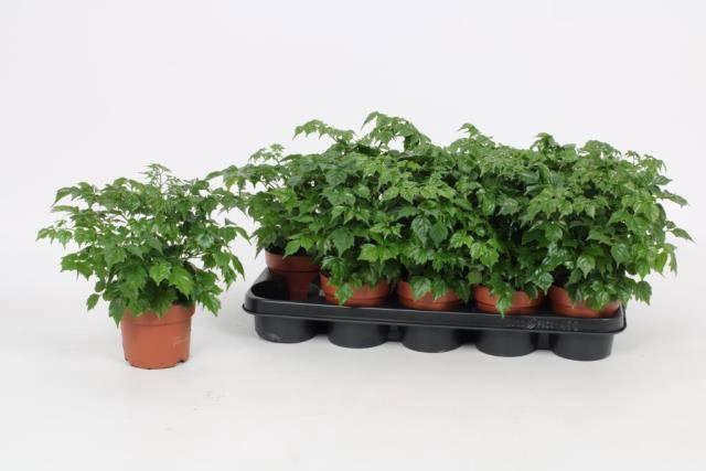 <h4>RADERMACHERA SINICA</h4>