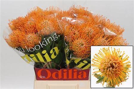 <h4>Leuco Soleil</h4>