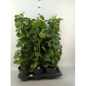 Cissus rotundifolia