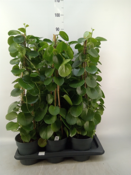 <h4>Cissus rotundifolia</h4>