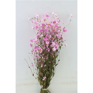 Dried Rodanthe Pink Bunch