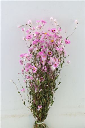 Dried Rodanthe Pink Bunch