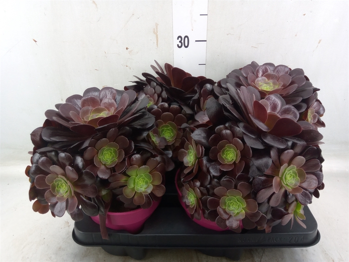 <h4>Aeonium arboreum 'Velours'</h4>