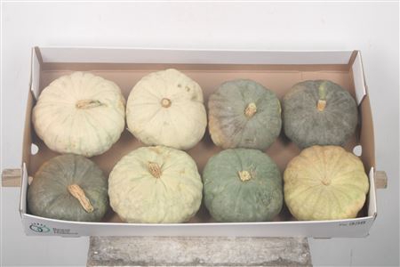 <h4>Cuc P Tutti Frutti X8</h4>