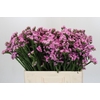 Limonium sinuatum Rosella Sun Birds