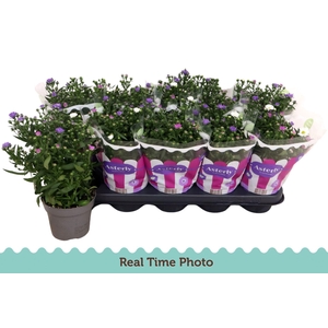 Aster (Novi-belgii Grp) Starletta gemengd