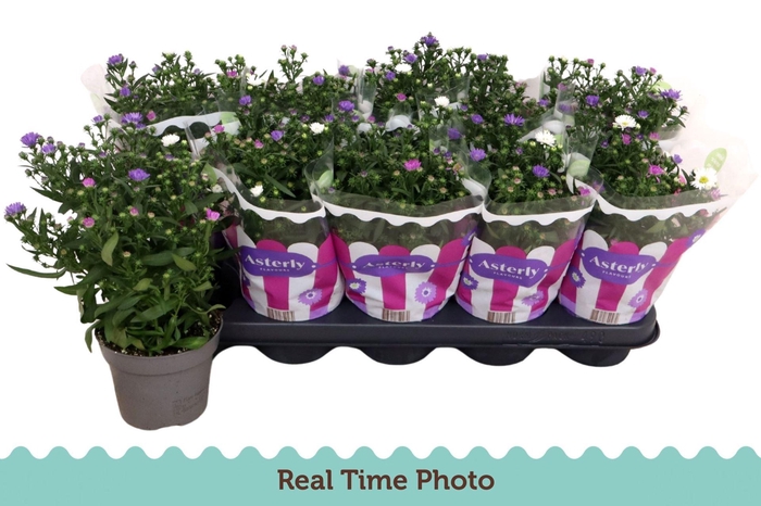 <h4>Aster (Novi-belgii Grp) Starletta gemengd</h4>