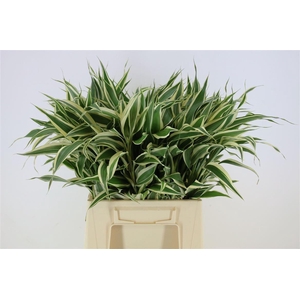 Dracaena sand.