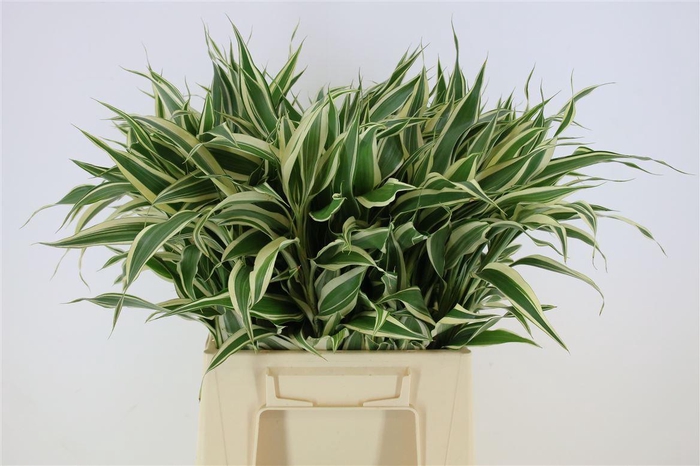 <h4>Dracaena sand.</h4>
