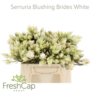 Serruria florida