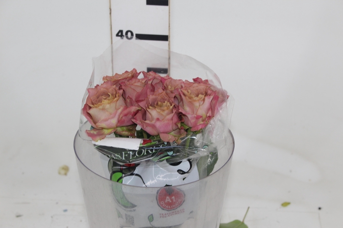 <h4>GARDEN RATATOUILLE</h4>