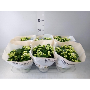 Kalanchoe  'RoseFlow Greta'