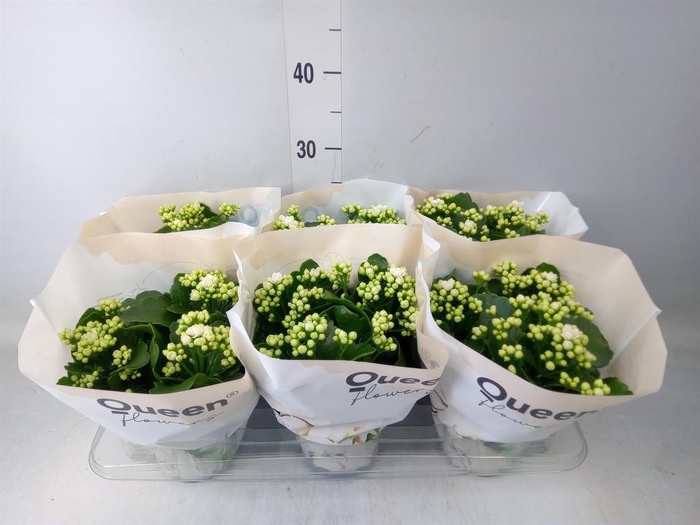 <h4>Kalanchoe 'RoseFlow Greta'</h4>