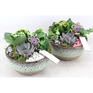 arr2 MB - Ker. schaal sandy 285/5 - roze/wit