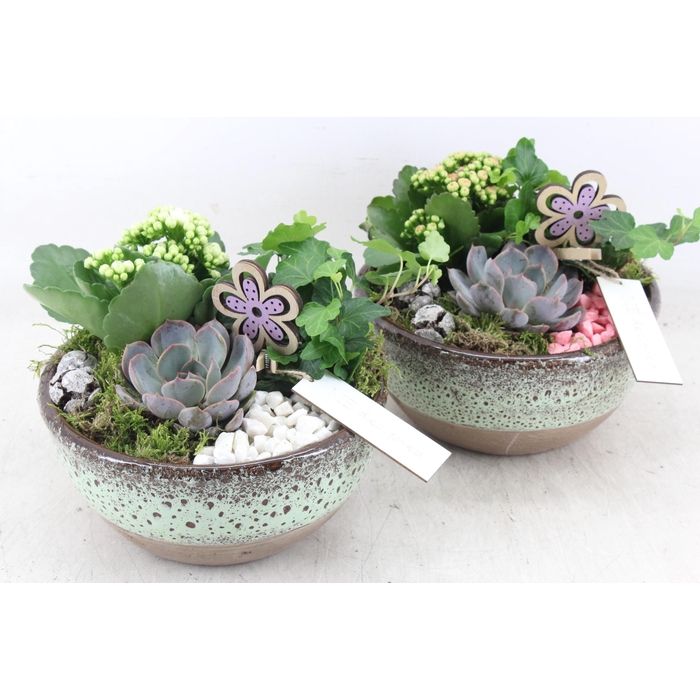 <h4>Arr2 Mb - Ker. Schaal Sandy 285/5 - Roze/wit</h4>