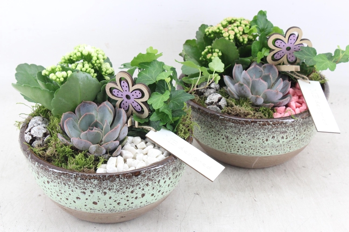 Arr2 Mb - Ker. Schaal Sandy 285/5 - Roze/wit