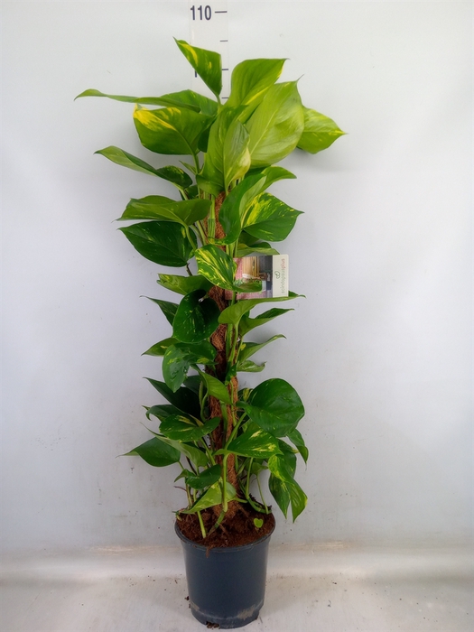 <h4>Epipremnum pinn.   ...moss stick</h4>