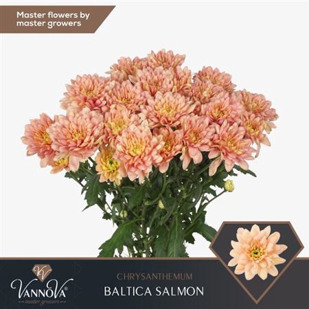 <h4>Chr T Baltica Salmon</h4>