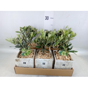 Arr.   Kamerplant Groen L%