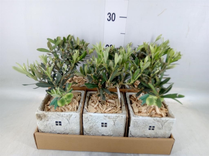 <h4>Arr. Kamerplant Groen L%</h4>