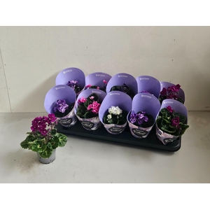 SAINTP IN ROCOCO GEM