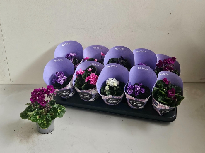 <h4>SAINTP IN ROCOCO GEM</h4>