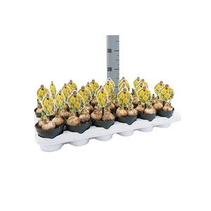 Narcissus Adriana Geertruida