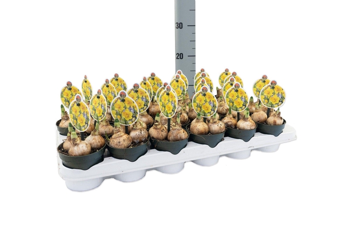 <h4>Narcissus Adriana Geertruida</h4>